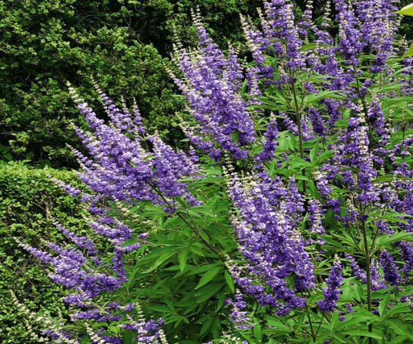 Vitex jahňací
